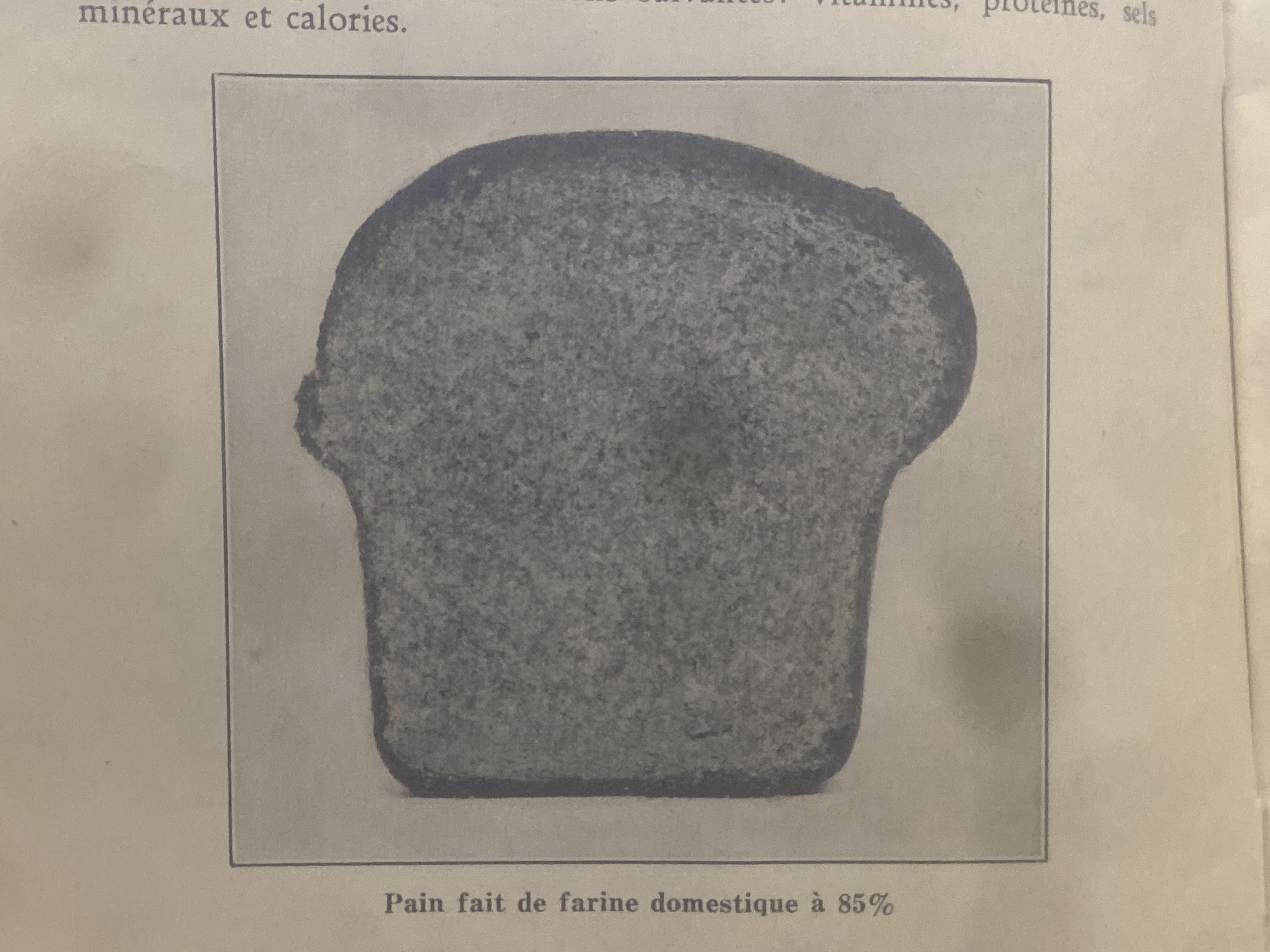 Deux pains tranchés étiquetés Marquis et Garnet, bulletin Le Pain de Ménage, 1940